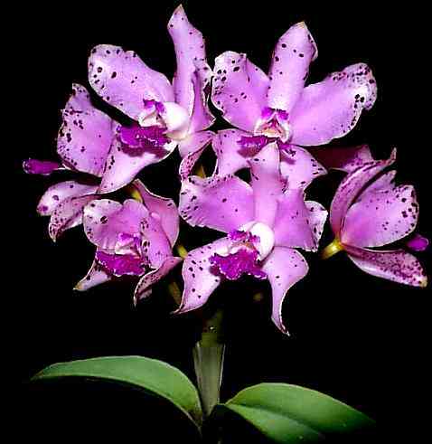 Cattleya amethystoglossa